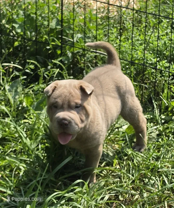 Lyla  – Chinese Shar-Pei, Miniature Shar-Pei puppy for sale in Pine Bush, NY