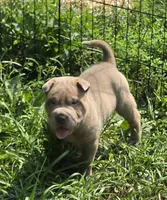 Lyla , a female Chinese Shar-Pei and Miniature Shar-Pei for sale in Pine Bush, NY – 1 of 10