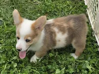 Beautiful Bentley , a male Pembroke Welsh Corgi for sale in Pine Bush, NY – 5 of 9