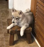 Bandit , a female Alaskan Klee Kai for sale in Pine Bush, NY – 2 of 10