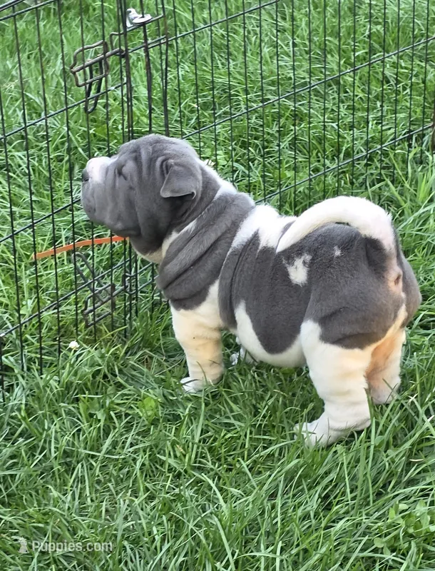 Travis Blue flower bear coat mini  – Chinese Shar-Pei, Miniature Shar-Pei puppy for sale in Pine Bush, NY
