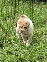 Leo Lilac flower brush mini, a male Chinese Shar-Pei and Miniature Shar-Pei for sale in Pine Bush, NY – 3 of 10