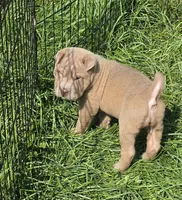 Lyla , a female Chinese Shar-Pei and Miniature Shar-Pei for sale in Pine Bush, NY – 7 of 10