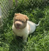 Logan mini lilac flower bear , a male Chinese Shar-Pei and Miniature Shar-Pei for sale in Pine Bush, NY – 4 of 9