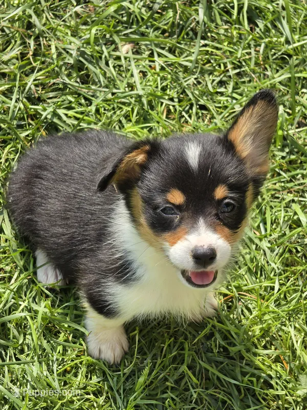 Brea  – Pembroke Welsh Corgi puppy for sale in Pine Bush, NY