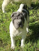 Trevor Blue flower mini brush, a male Chinese Shar-Pei and Miniature Shar-Pei for sale in Pine Bush, NY – 7 of 10