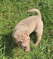 Larry, a male Chinese Shar-Pei and Miniature Shar-Pei for sale in Pine Bush, NY – 8 of 10