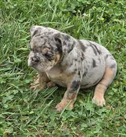 Tinsel lilac and tan merle , a female English Bulldog for sale in Pine Bush, NY – 5 of 10
