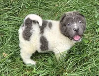 Tiny Tom blue flower bear mini , a male Chinese Shar-Pei and Miniature Shar-Pei for sale in Pine Bush, NY – 2 of 10