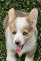 Beautiful Bentley , a male Pembroke Welsh Corgi for sale in Pine Bush, NY – 8 of 9