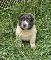 Tara blue flower bear coat mini , a female Chinese Shar-Pei and Miniature Shar-Pei for sale in Pine Bush, NY – 5 of 10
