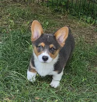 Lynx the low rider , a male Pembroke Welsh Corgi for sale in Pine Bush, NY – 2 of 10
