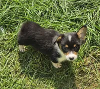 Brea , a female Pembroke Welsh Corgi for sale in Pine Bush, NY – 8 of 9