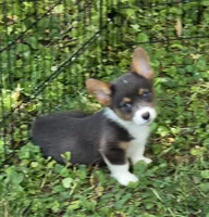 Lynx the low rider , a male Pembroke Welsh Corgi for sale in Pine Bush, NY – 7 of 10