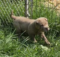 Lyla , a female Chinese Shar-Pei and Miniature Shar-Pei for sale in Pine Bush, NY – 9 of 10