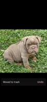 Link the lilac and tan, a male English Bulldog for sale in Pine Bush, NY – 2 of 10