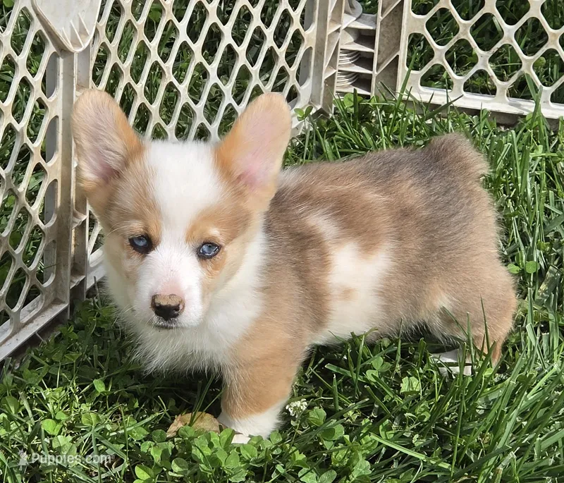 Beautiful Bentley  – Pembroke Welsh Corgi puppy for sale in Pine Bush, NY