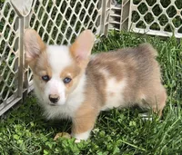 Beautiful Bentley , a male Pembroke Welsh Corgi for sale in Pine Bush, NY – 1 of 9
