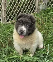 Tara blue flower bear coat mini , a female Chinese Shar-Pei and Miniature Shar-Pei for sale in Pine Bush, NY – 2 of 10
