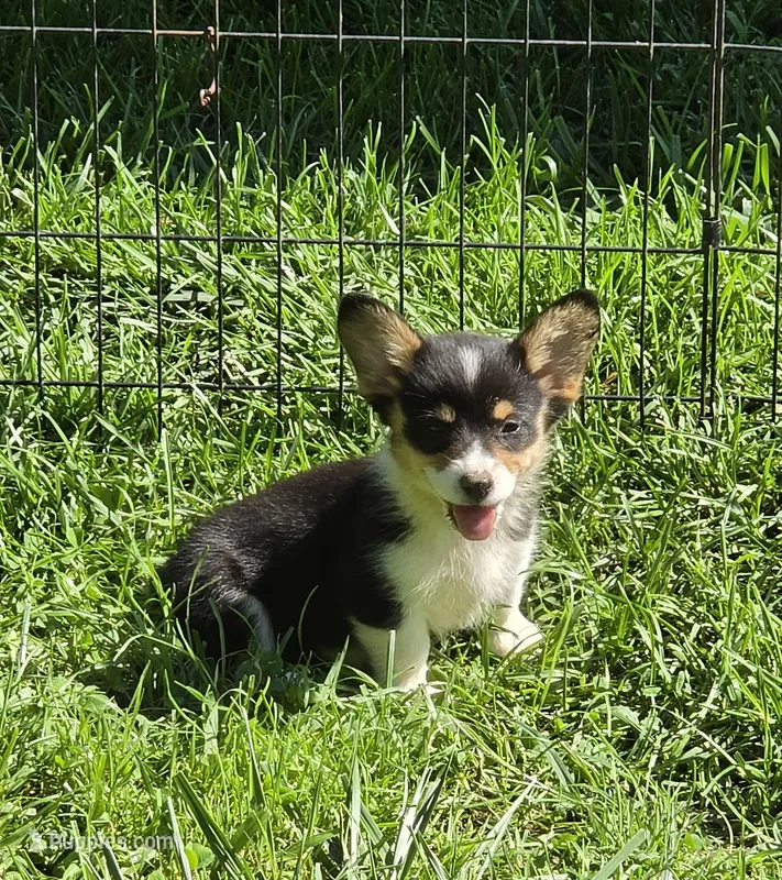 Brea  – Pembroke Welsh Corgi puppy for sale in Pine Bush, NY