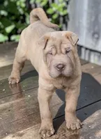 Larry, a male Chinese Shar-Pei and Miniature Shar-Pei for sale in Pine Bush, NY – 5 of 10