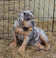 Sparkle blue and tan merle , a female English Bulldog for sale in Pine Bush, NY – 3 of 10
