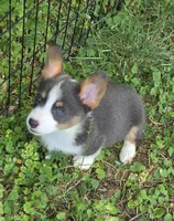 Larry the low rider , a male Pembroke Welsh Corgi for sale in Pine Bush, NY – 9 of 10