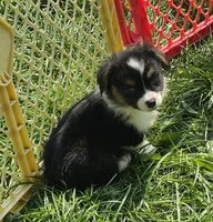 Puffy the fluffy, a male Pembroke Welsh Corgi for sale in Pine Bush, NY – 3 of 6