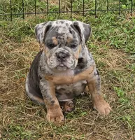 Sparkle lilac and tan merle , a female English Bulldog for sale in Pine Bush, NY – 5 of 6