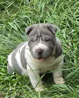 Travis Blue flower bear coat mini , a male Chinese Shar-Pei and Miniature Shar-Pei for sale in Pine Bush, NY – 3 of 10