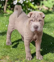 Lyla , a female Chinese Shar-Pei and Miniature Shar-Pei for sale in Pine Bush, NY – 9 of 10