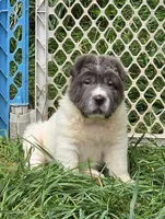 Tabitha blue flower bear mini , a female Chinese Shar-Pei and Miniature Shar-Pei for sale in Pine Bush, NY – 4 of 10