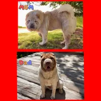 Tina Blue flower mini brush, a female Chinese Shar-Pei and Miniature Shar-Pei for sale in Pine Bush, NY – 10 of 10