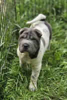 Tina Blue flower mini brush, a female Chinese Shar-Pei and Miniature Shar-Pei for sale in Pine Bush, NY – 5 of 10