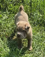 Lyla , a female Chinese Shar-Pei and Miniature Shar-Pei for sale in Pine Bush, NY – 2 of 10