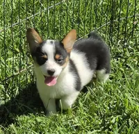 Oreo girl , a female Pembroke Welsh Corgi for sale in Pine Bush, NY – 7 of 10