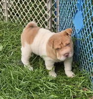 Leo Lilac flower brush mini, a male Chinese Shar-Pei and Miniature Shar-Pei for sale in Pine Bush, NY – 5 of 10