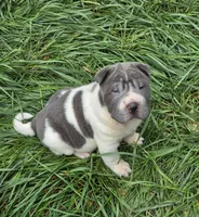 Travis Blue flower bear coat mini , a male Chinese Shar-Pei and Miniature Shar-Pei for sale in Pine Bush, NY – 9 of 10