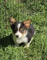 Muffin , a female Pembroke Welsh Corgi for sale in Pine Bush, NY – 8 of 10