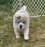 Nova blue merle flower bear , a female Chinese Shar-Pei and Miniature Shar-Pei for sale in Pine Bush, NY – 2 of 10