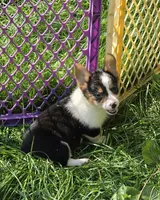 Raina , a female Pembroke Welsh Corgi for sale in Pine Bush, NY – 2 of 10