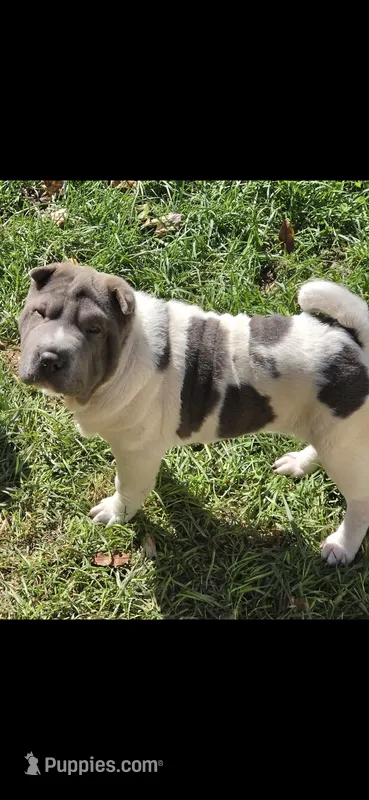 Blue Belle  – Chinese Shar-Pei, Miniature Shar-Pei puppy for sale in Pine Bush, NY