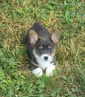 Lynx the low rider , a male Pembroke Welsh Corgi for sale in Pine Bush, NY – 3 of 10