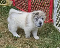 Nova blue merle flower bear , a female Chinese Shar-Pei and Miniature Shar-Pei for sale in Pine Bush, NY – 1 of 10