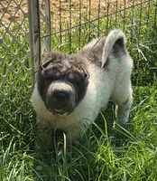 Tiny Tom blue flower bear mini , a male Chinese Shar-Pei and Miniature Shar-Pei for sale in Pine Bush, NY – 7 of 10