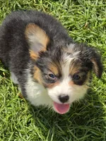 Duffy the fluffy , a male Pembroke Welsh Corgi for sale in Pine Bush, NY – 4 of 10