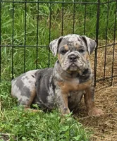 Sparkle lilac and tan merle , a female English Bulldog for sale in Pine Bush, NY – 4 of 6