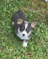 Lobo the low rider , a male Pembroke Welsh Corgi for sale in Pine Bush, NY – 6 of 10