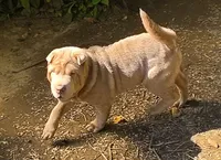 Lyla , a female Chinese Shar-Pei and Miniature Shar-Pei for sale in Pine Bush, NY – 4 of 10