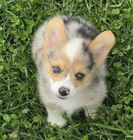 Gorgeous George , a male Pembroke Welsh Corgi for sale in Pine Bush, NY – 5 of 9